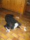 Huetten hund Aramis na Lienzener Tauplitzhausu 